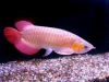 Quality-Arowana-fishes-available-for-sale