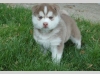 cute-siberian-husky-puppies-for-adoption