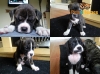 American-Bulldog-X-Bullmastif-Pups-ready-Now-