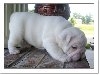 Adorable-Male-and-Female-English-Bulldog-Puppies-Free-Adoption