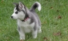 Siberian-husky-puppies-for-x-mass
