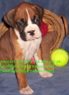Pure-Bloodline-Boxer-puppies-for-sale