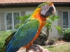 Lovely-speaking-home-blue-and-gold-macaw-parrots